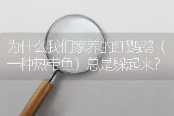 为什么我们家养的红鹦鹉（一种热带鱼）总是躲起来？