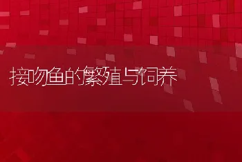 接吻鱼的繁殖与饲养