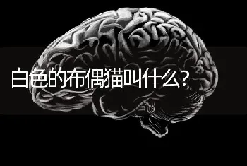 2个月比熊喂几顿？