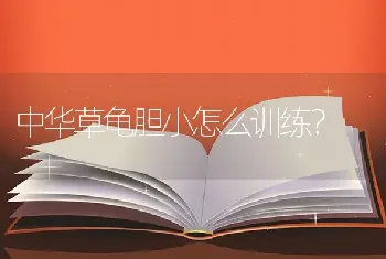 中华草龟胆小怎么训练？