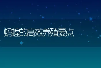 蚂蝗的高效养殖要点