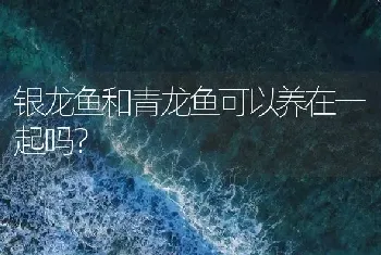 银龙鱼和青龙鱼可以养在一起吗？