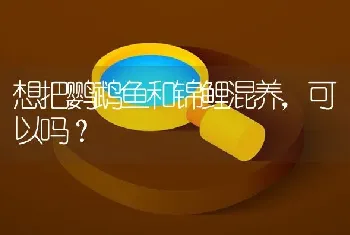 想把鹦鹉鱼和锦鲤混养，可以吗？