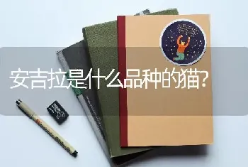 斗牛犬腿瘸了怎么办？