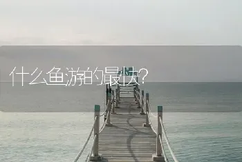 什么鱼游的最快？