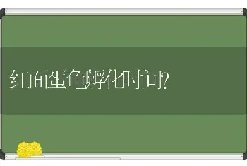 红面蛋龟孵化时间？