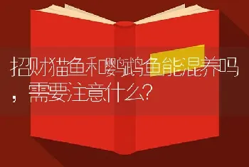 招财猫鱼和鹦鹉鱼能混养吗，需要注意什么？