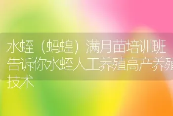 水蛭（蚂蝗）满月苗培训班告诉你水蛭人工养殖高产养殖技术