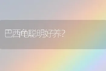 巴西龟聪明好养？