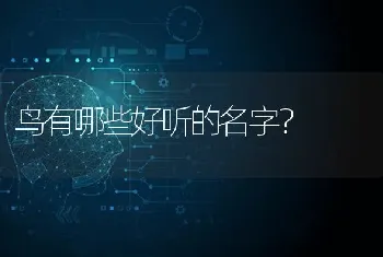 鸟有哪些好听的名字？