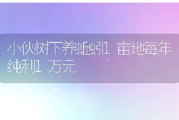 小伙树下养蚯蚓1亩地每年纯利1万元