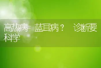 高热病=蓝耳病？诊断要科学