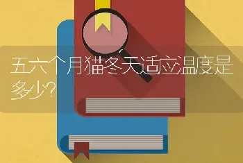 五六个月猫冬天适应温度是多少？