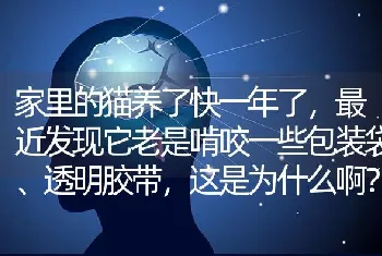 家里的猫养了快一年了，最近发现它老是啃咬一些包装袋、透明胶带，这是为什么啊？是不是异食癖？