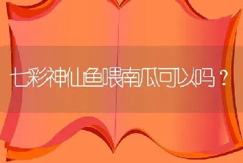 七彩神仙鱼喂南瓜可以吗？