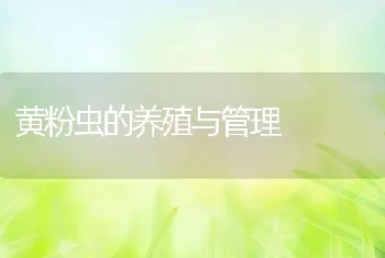 黄粉虫的养殖与管理