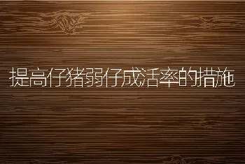 提高仔猪弱仔成活率的措施