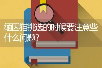 五个月的金吉拉有多大？