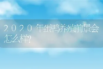 2020年蛋鸭养殖前景会怎么样？