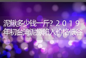 泥鳅多少钱一斤？2019年初台湾泥鳅陷入价格低谷