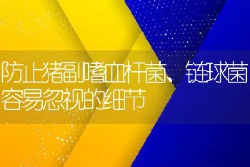 防止猪副嗜血杆菌、链球菌容易忽视的细节