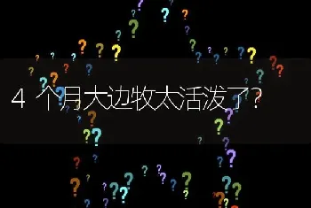 4个月大边牧太活泼了？