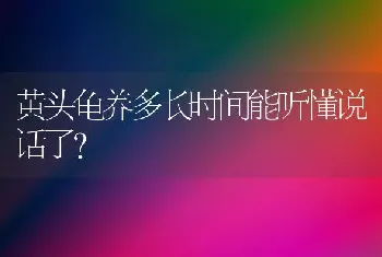 黄头龟养多长时间能听懂说话了？