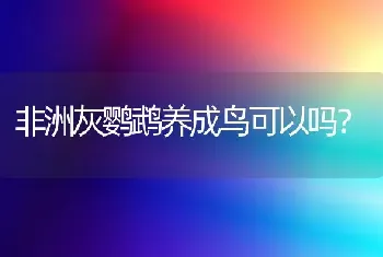 非洲灰鹦鹉养成鸟可以吗？