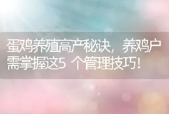 蛋鸡养殖高产秘诀，养鸡户需掌握这5个管理技巧！