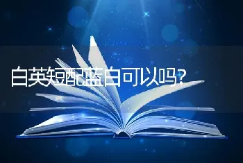 白英短配蓝白可以吗？