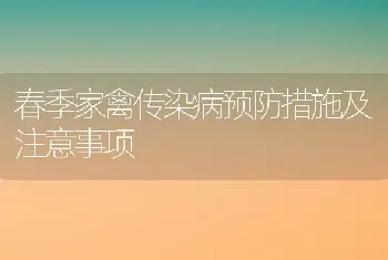 春季家禽传染病预防措施及注意事项