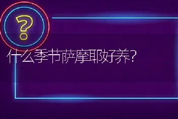 什么季节萨摩耶好养？