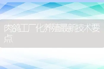 肉鸽工厂化养殖最新技术要点