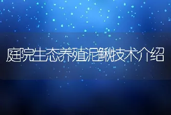 庭院生态养殖泥鳅技术介绍