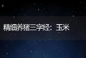 精细养猪三字经：玉米