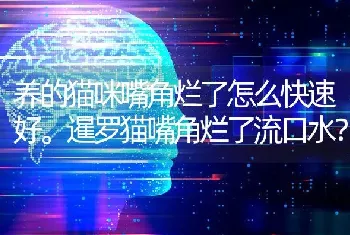 比熊和泰迪的剪法有什么不同？