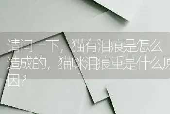 请问一下，猫有泪痕是怎么造成的，猫咪泪痕重是什么原因？