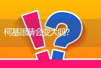 柯基眼睛会变大吗？