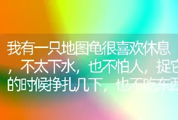 我有一只地图龟很喜欢休息，不太下水，也不怕人，捉它的时候挣扎几下，也不吃东西，赶下水后还算活泼？