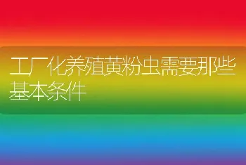 工厂化养殖黄粉虫需要那些基本条件