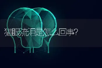 断尾的比熊犬怎么回事？