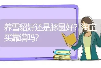 养雪貂好还是豚鼠好？淘宝买靠谱吗？