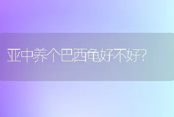 亚中养个巴西龟好不好？