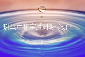 斑马鱼和宝莲灯哪个好？