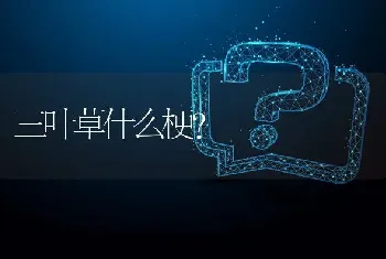 三叶草什么梗？