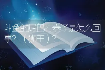 斗鱼的尾巴打卷了是怎么回事？（狮王）？