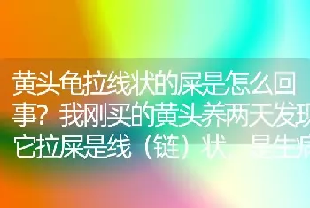 黄头龟拉线状的屎是怎么回事？我刚买的黄头养两天发现它拉屎是线（链）状，是生病了吗，我的水温一直28？