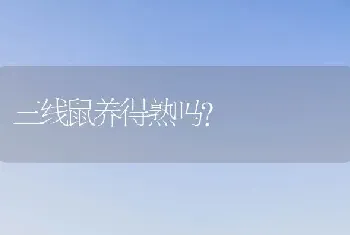 三线鼠养得熟吗？