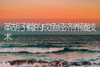 革胡子鲶的成鱼经济养殖技术