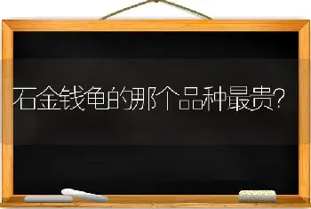 石金钱龟的那个品种最贵？